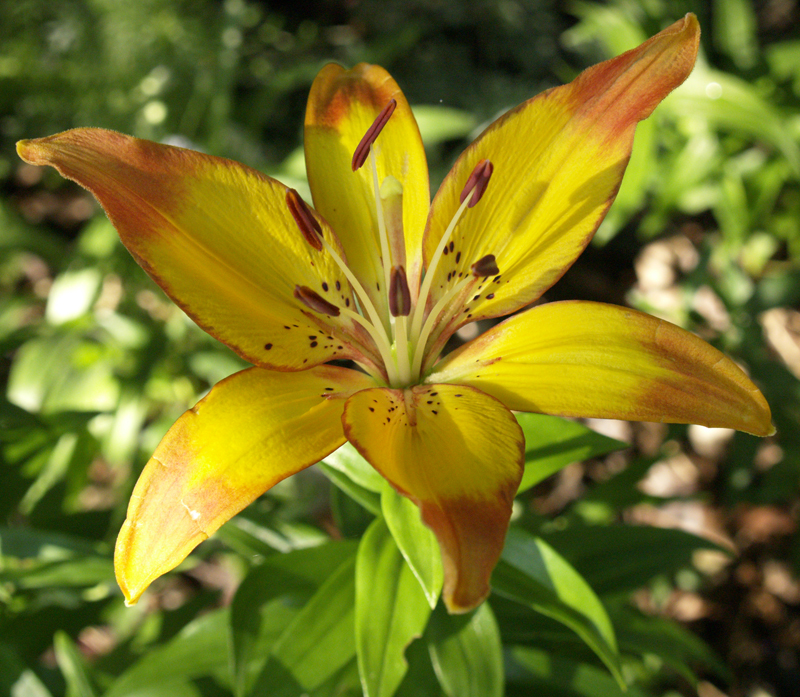 Linda lily (Lilium asiatic ‘Linda’)