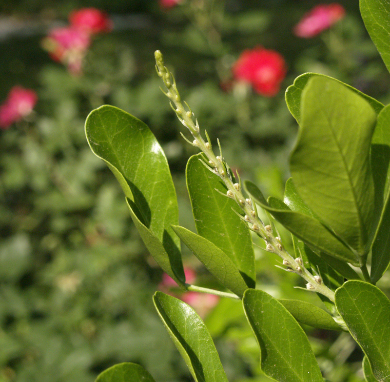 Mountain laurel flower spike