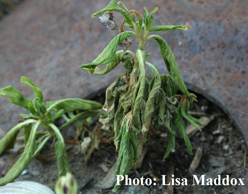 Periwinkle (annual vinca) rot 