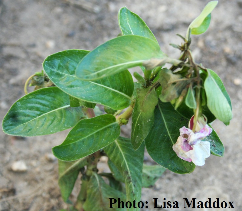 Periwinkle (annual vinca) rot Periwinkle (annual vinca) rot