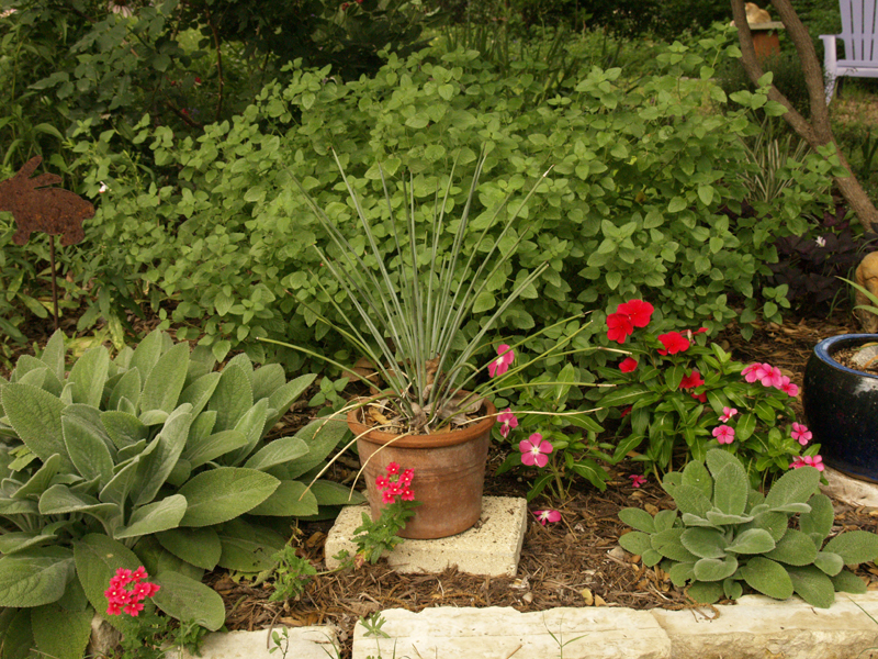 annual periwinkles (vinca) with Agave striata and Hot Lips salvi