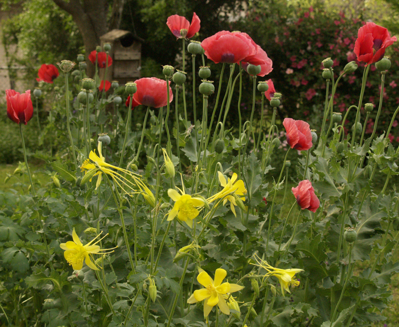 Red poppies and yellow columbine