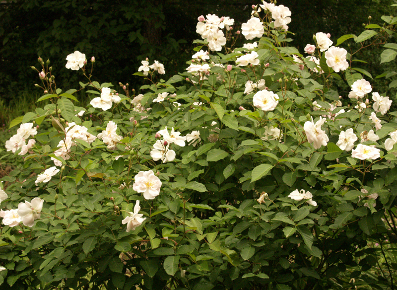 Marie Pavie rose in full bloom 