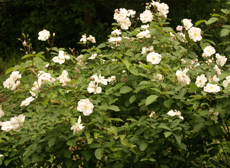 Marie Pavie rose in full bloom Marie Pavie rose in full bloom