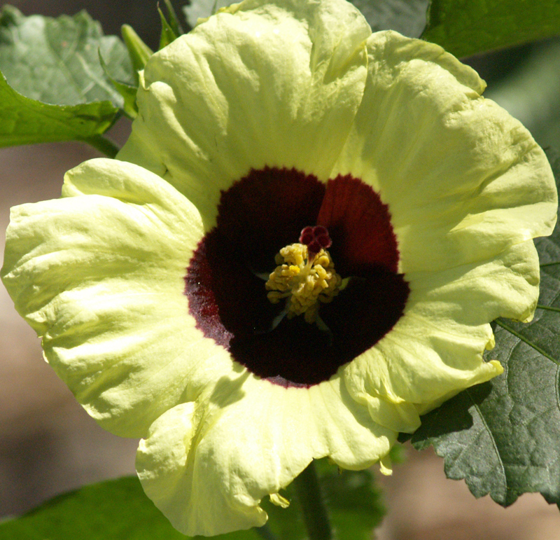 Lemon yellow rosemallow (Hibiscus calyphyllus)