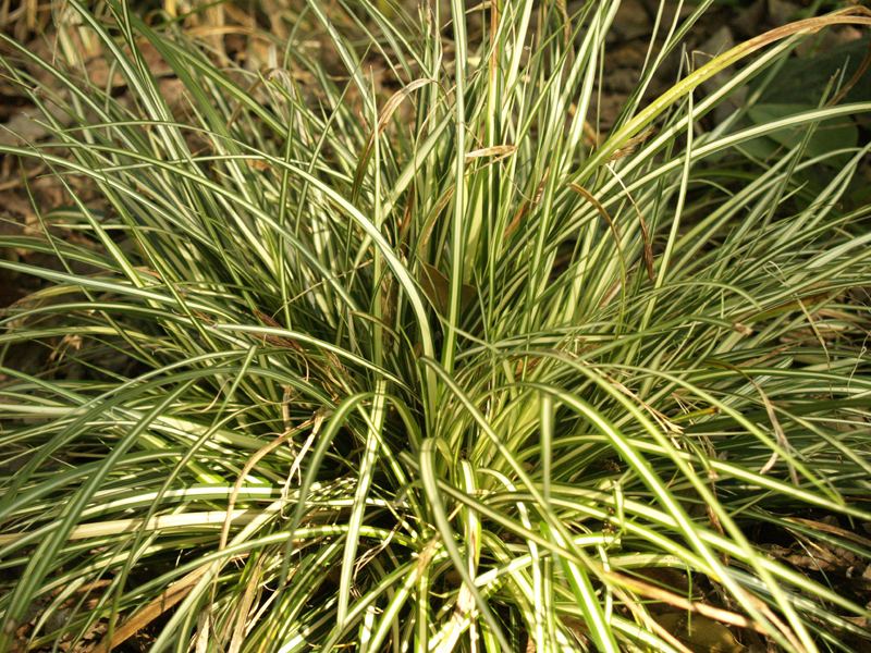 Variegated Japanese sedge (Carex morrowii ‘Aurea-variegata’)