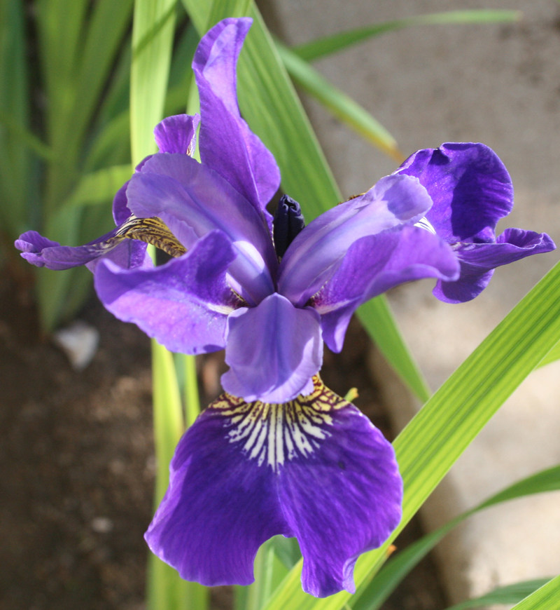 Siberian iris (Iris siberica ‘Ruffled Velvet’)