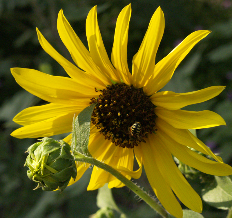 Bird seed sunflower with bee