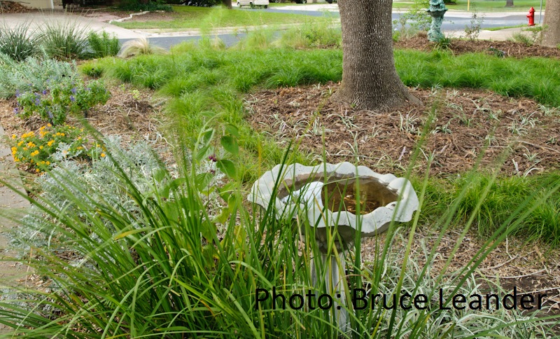 Williams garden, Travis County Master Gardeners 