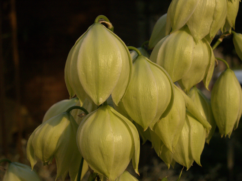 Yucca pallida flowers