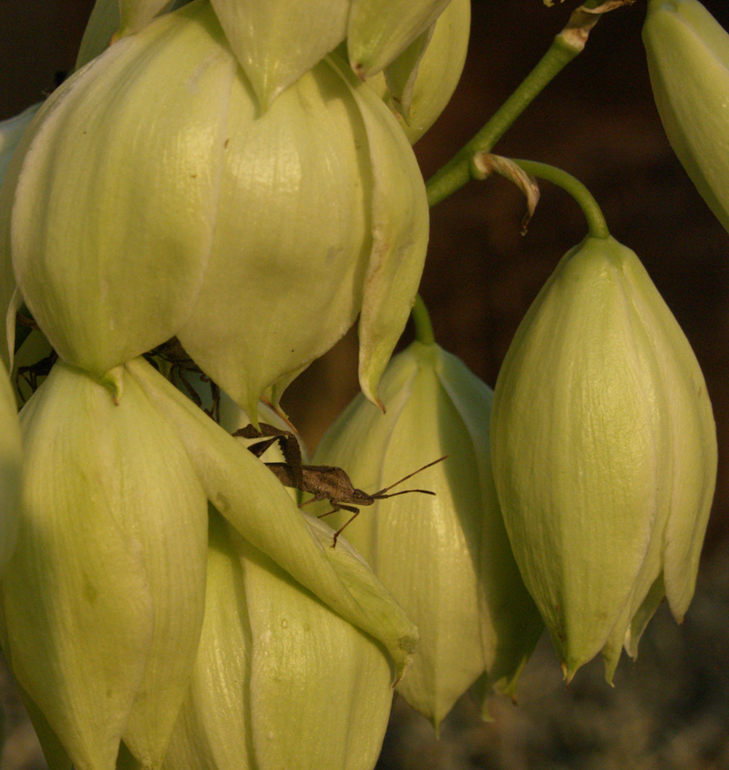 Leaffooted bug on Yucca pallida flower Leaffooted bug on Yucca pallida flower