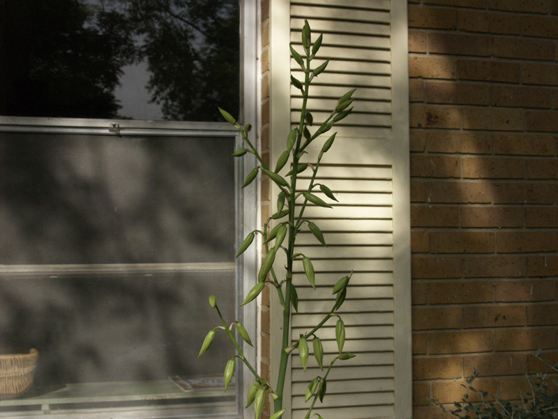 Yucca pallida forming bloom stalk