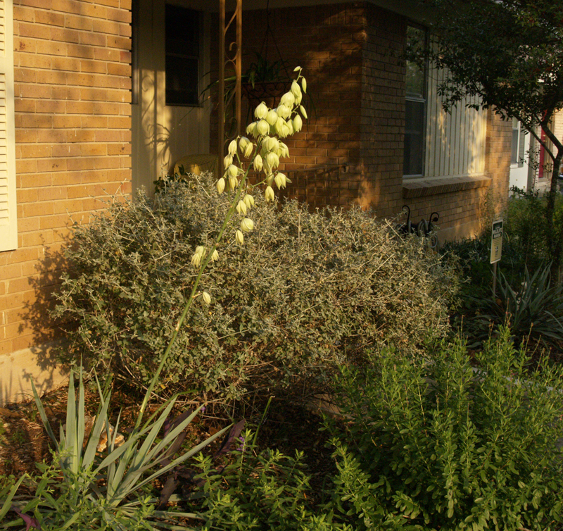 Yucca pallida blooming 