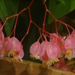 Angel Wing Begonia