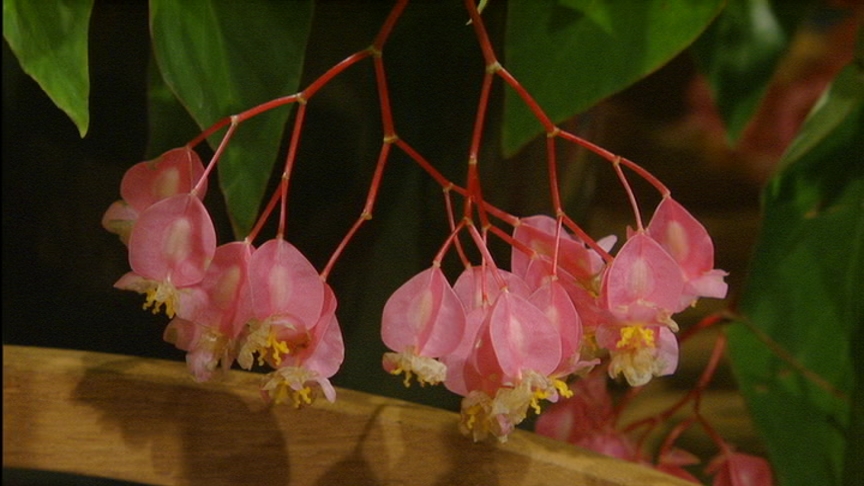 Angel Wing Begonia 