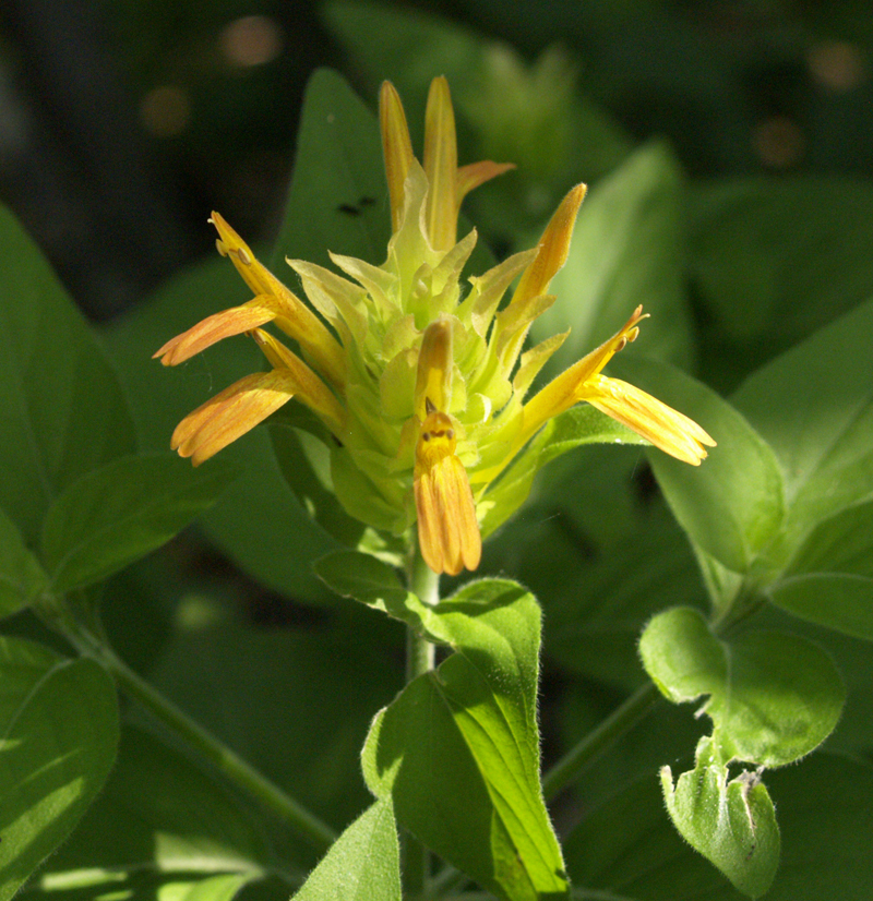 Apricot shrimp plant in bud