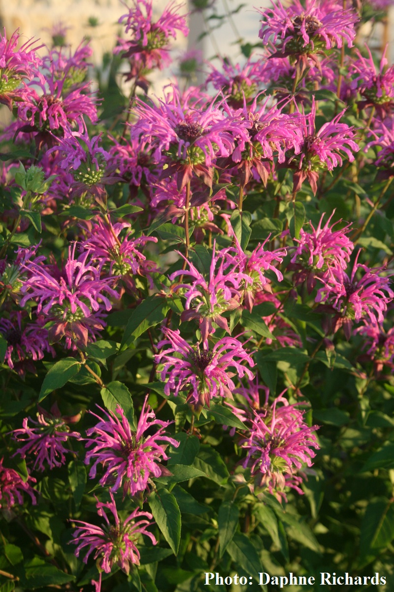 Beebalm Monarda 'Peter's Purple'