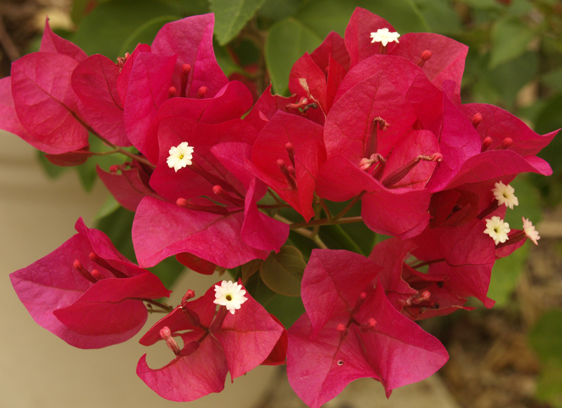 bougainvillea bougainvillea