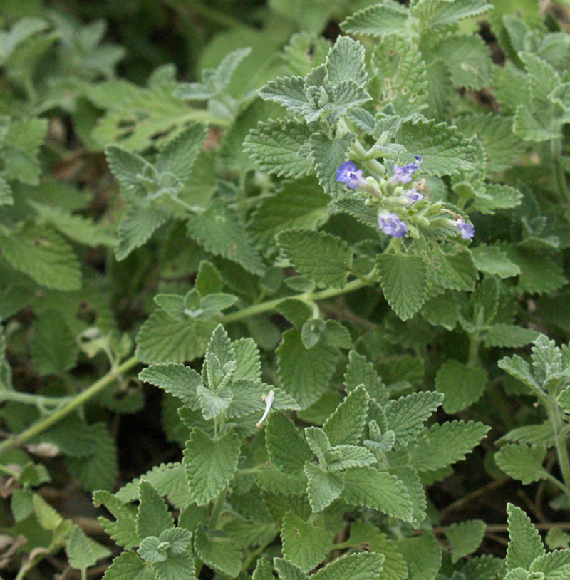 Catnip 'Walker's Low' Catnip 'Walker's Low'