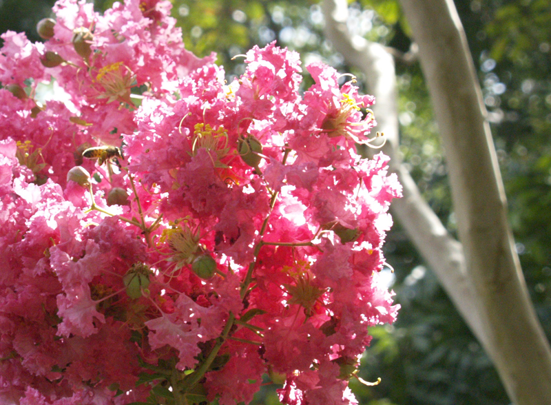 Bee on pink crape myrtle