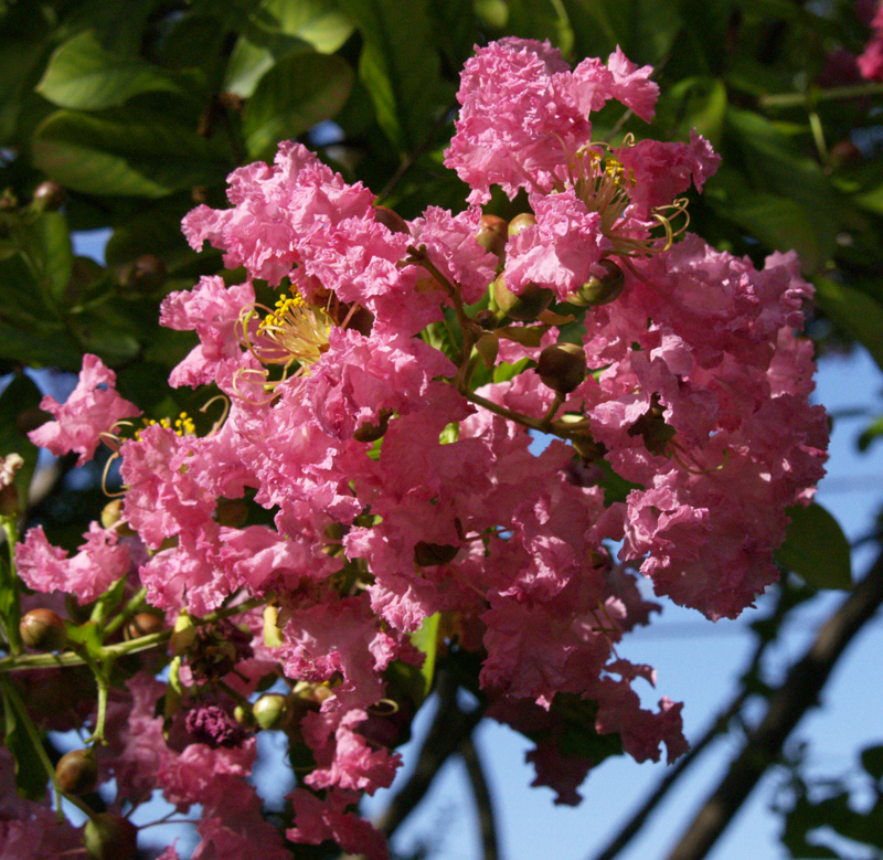 Pink crape myrtle flowers