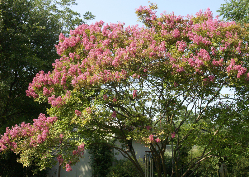 mature pink crape myrtle