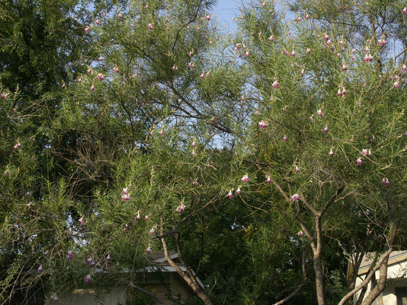 Desert willow 