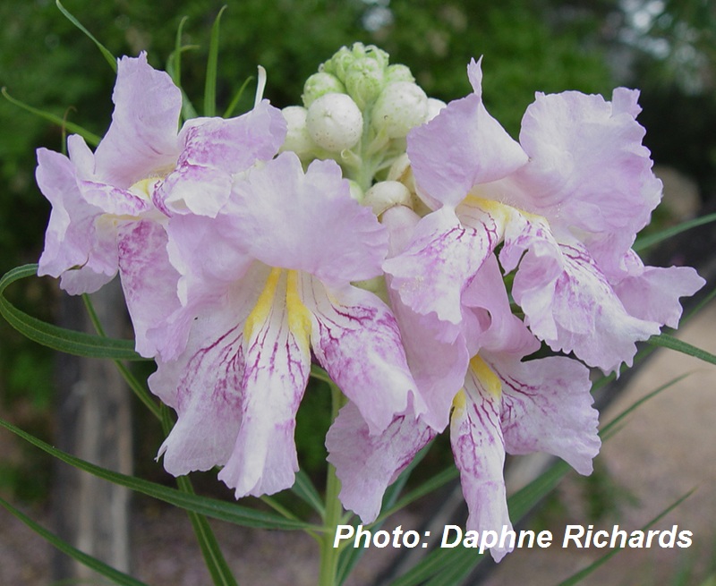 Desert willow flower 