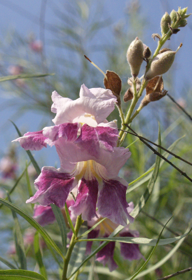 Desert willow flower 