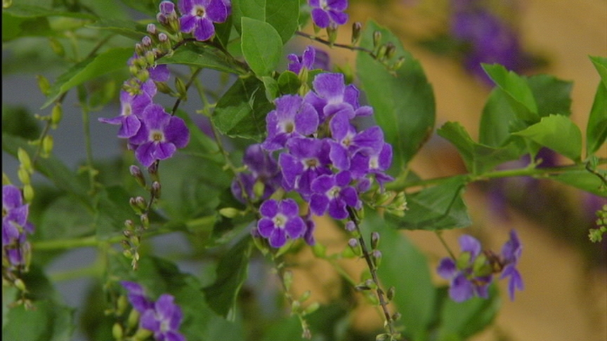 duranta duranta