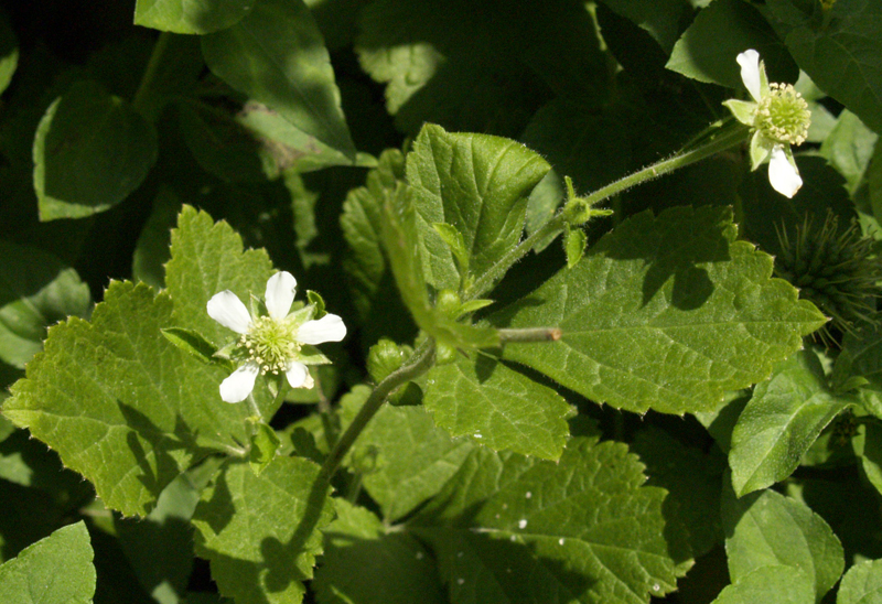 Geum canadense, White Avens flowers