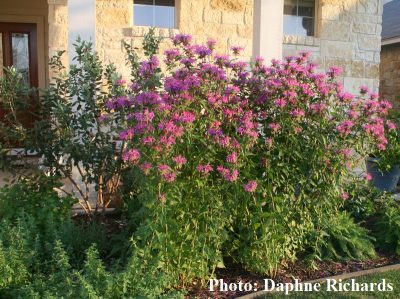 pink flowers on tall stems