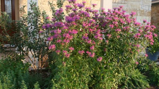 pink flowers on tall stems