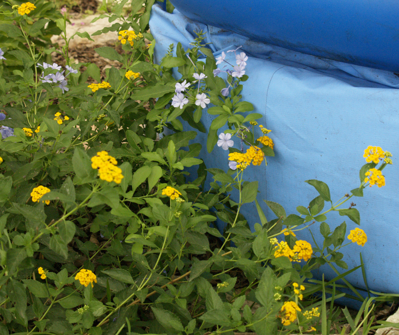 Plumbago and lantana around kiddie pool