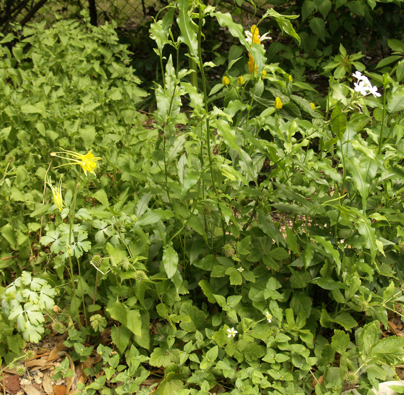 Plumbago scandens, White Avens, columbine 