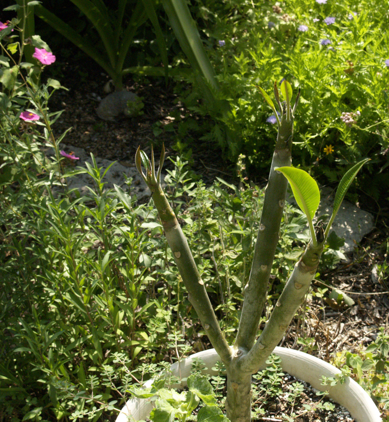 new plumeria leaves