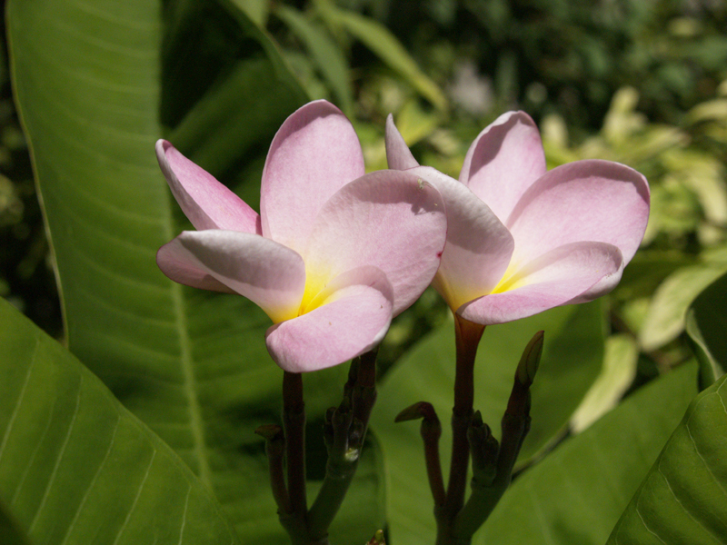 Pink plumeria