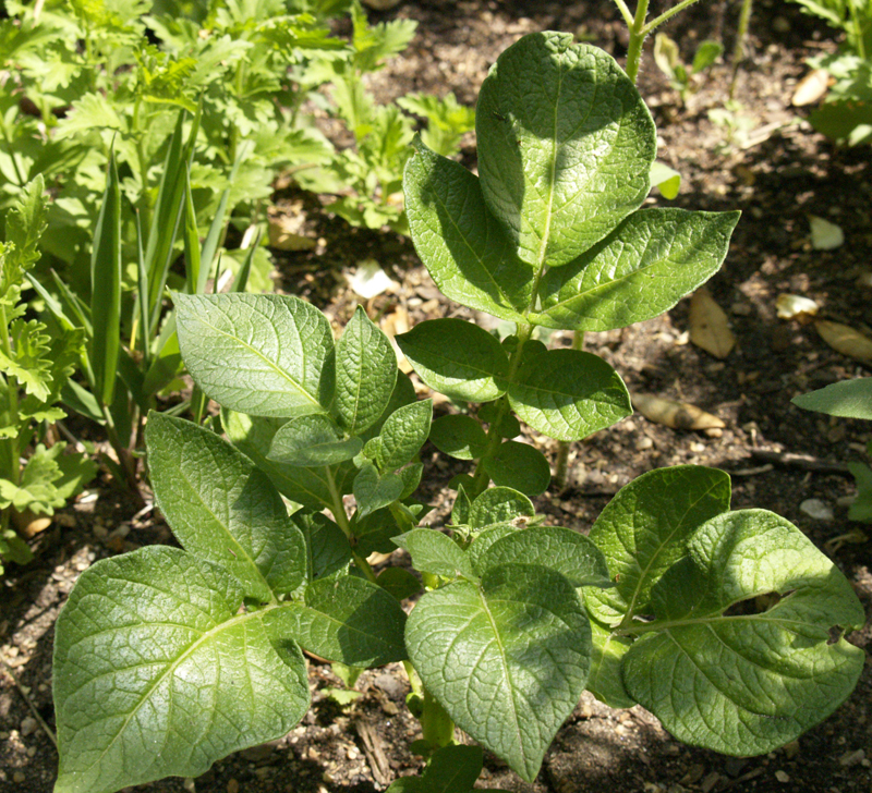 potato leaves 