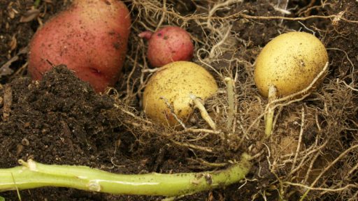 homegrown potatoes