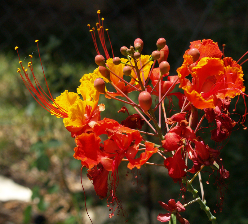 Pride of Barbados