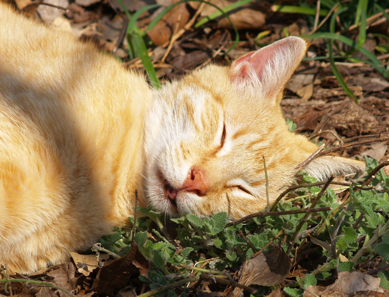 Sam Jr. in catnip