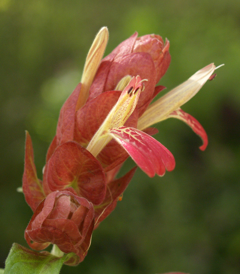 Coral shrimp plant with white flowers 