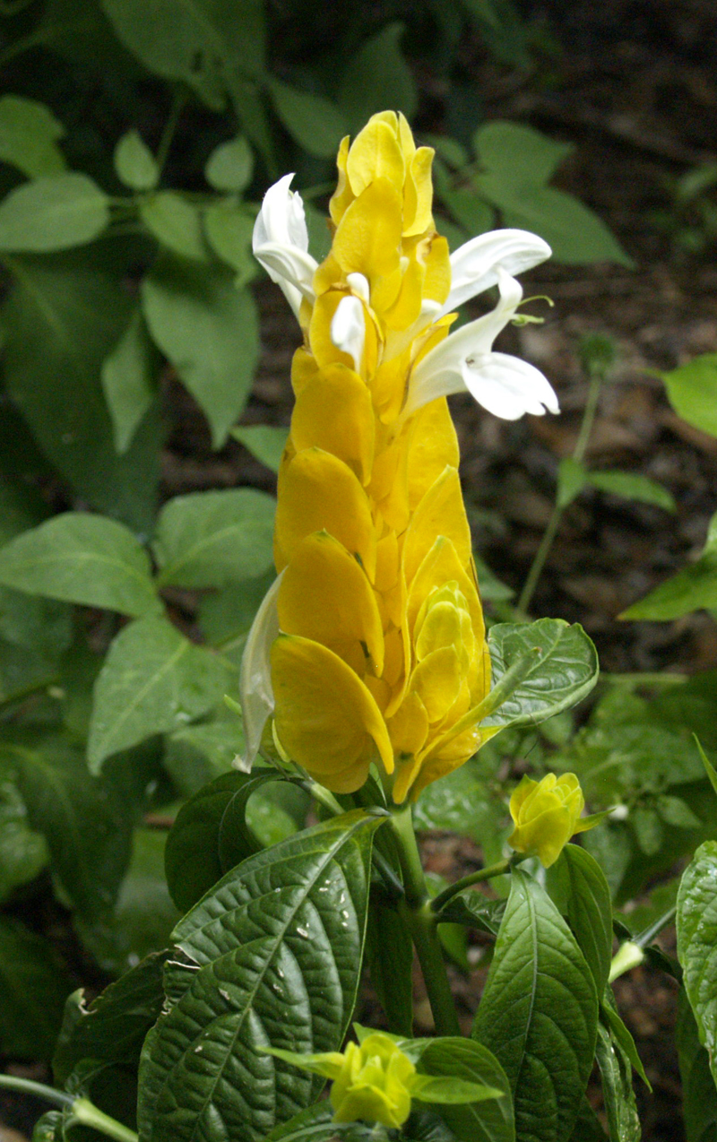 Yellow shrimp plant 