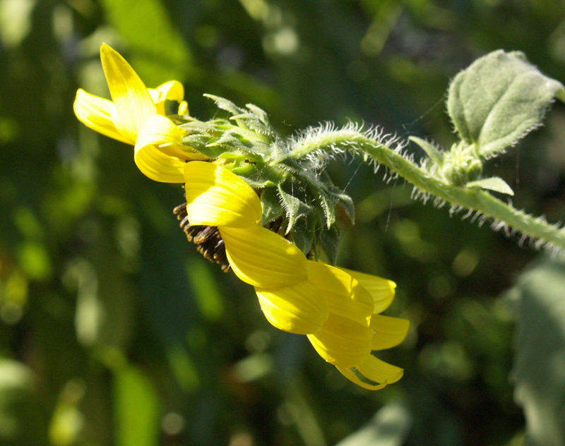 Sunflower drooping in drought