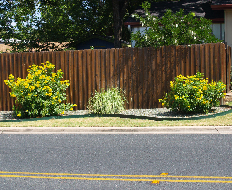 Tecoma stans on street