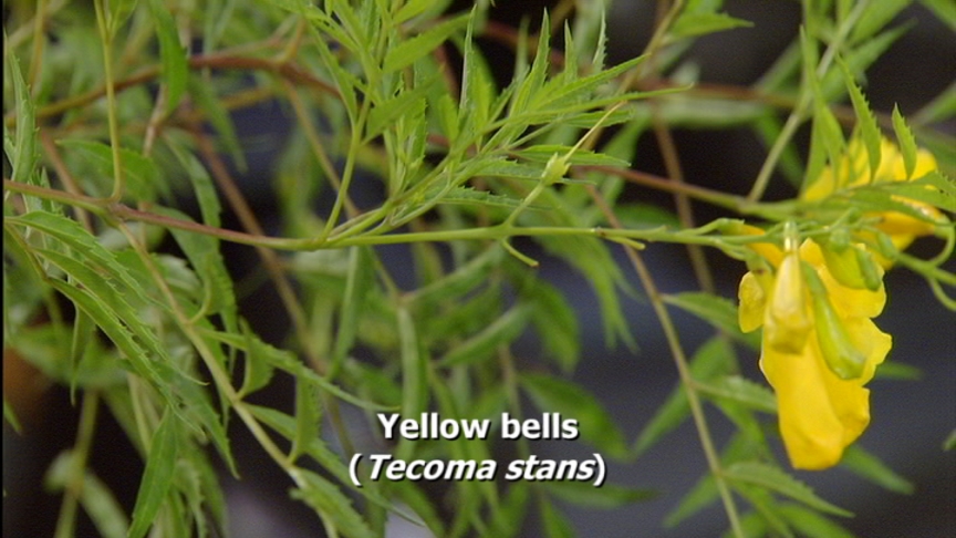 native tecoma stans