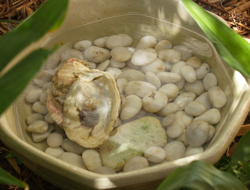 Shallow water bowl for toads, lizards and other wildlife