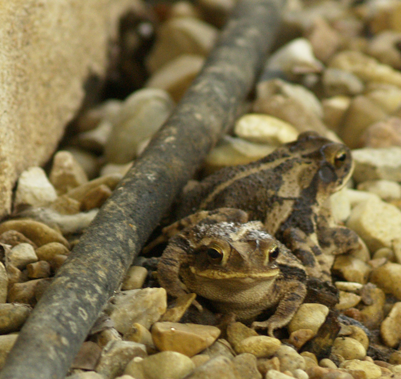 Toads getting drink at A/C condensation drip near drip hose