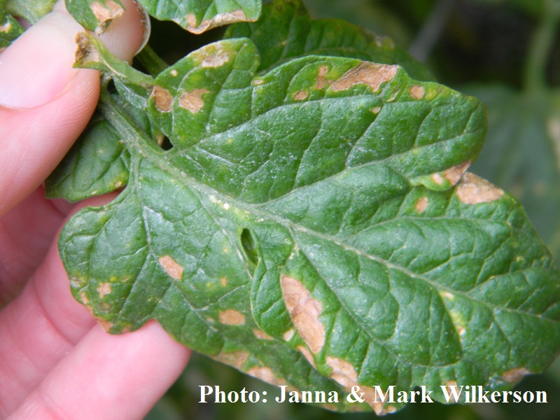 Heat-stressed tomato leaf 