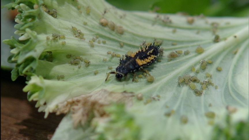 Ladybug larva eating aphids
